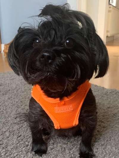 Mischlinge raten - Rätselspaß-Beitrag-Bild