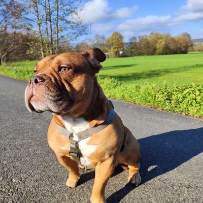Hundetreffen-Gemütliche Runde-Bild