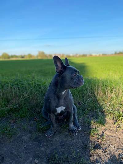 Hundetreffen-spazieren in Düsseldorf-Bild