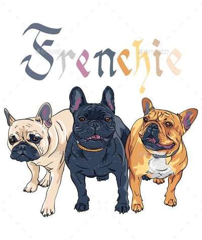 Hundetreffen-Französische Bulldoggen treffen-Bild
