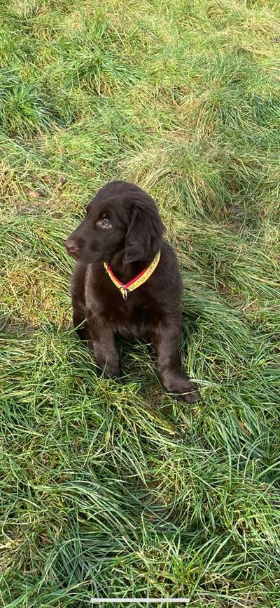 Flat Coated Retriever-Beitrag-Bild