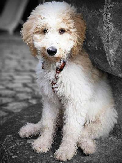 Hundetreffen-Spielen mit Gleichaltrigen-Bild