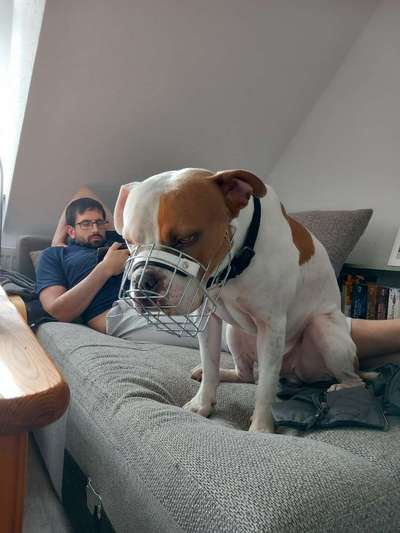 Wie sitzt mein Maulkorb / Maulkorb-Beratung-Beitrag-Bild