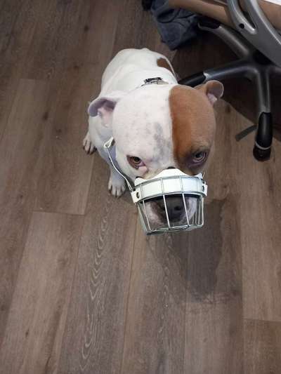 Wie sitzt mein Maulkorb / Maulkorb-Beratung-Beitrag-Bild