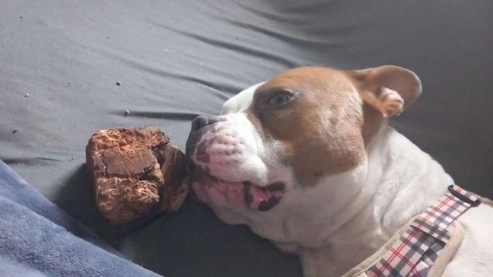 Wie sitzt mein Maulkorb / Maulkorb-Beratung-Beitrag-Bild