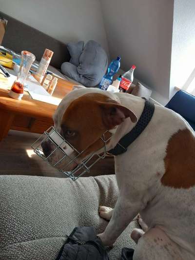 Wie sitzt mein Maulkorb / Maulkorb-Beratung-Beitrag-Bild