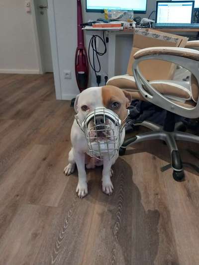 Wie sitzt mein Maulkorb / Maulkorb-Beratung-Beitrag-Bild