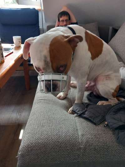 Wie sitzt mein Maulkorb / Maulkorb-Beratung-Beitrag-Bild