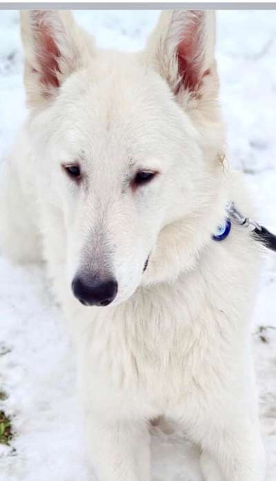 Dogorama Photo Challenge - Hundeblick zum hinschmelzen-Beitrag-Bild