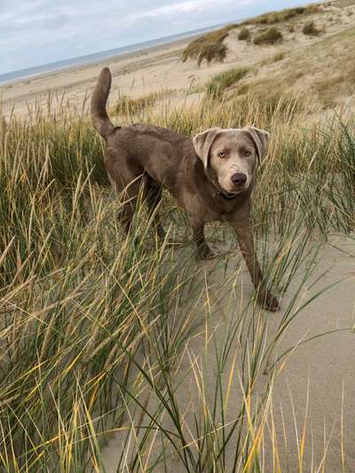 Challenge 41 - Mein Hund im Urlaub-Beitrag-Bild