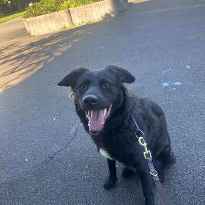 Hundetreffen-Looking for a friend-Bild
