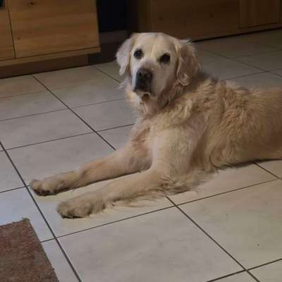 aktuelles Foto Gruppe Golden Retriever