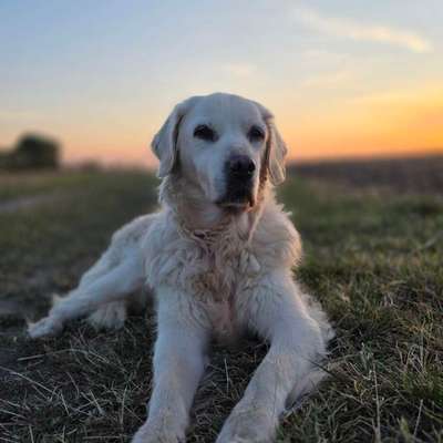 aktuelles Foto Gruppe Golden Retriever