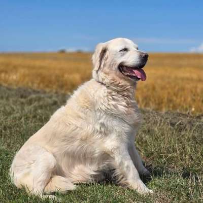 aktuelles Foto Gruppe Golden Retriever