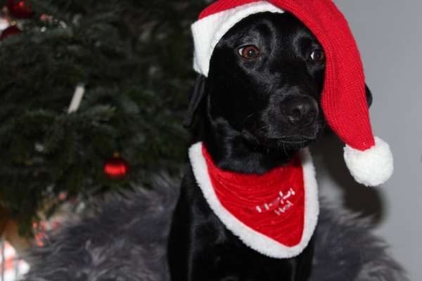 Dogorama Photo Challenge - Weihnachtsbaum-Beitrag-Bild