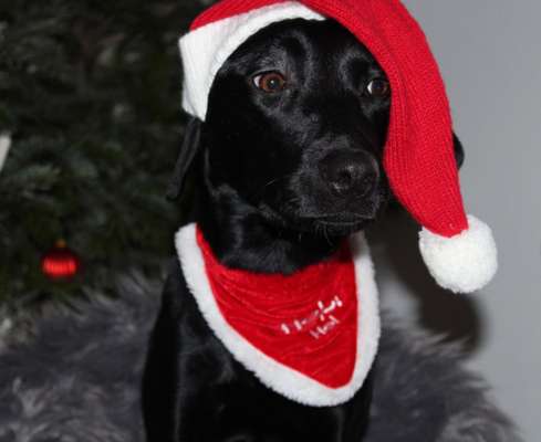 Dogorama Photo Challenge - Bescherung-Beitrag-Bild