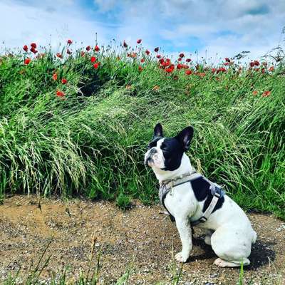 Hundetreffen-Spielen & Gassi gehen-Bild