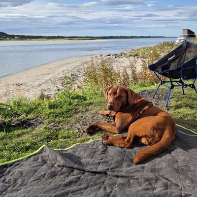 Hundetreffen-Social Walk oder Freilauf am Möhnesee-Bild
