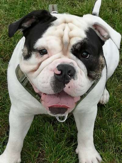 Staff's, Pitties, Bully's - egal ob reinrassig oder nicht. Zeigt eure Schönheiten 🐾-Beitrag-Bild