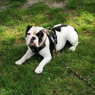 Olde English Bulldogge-Beitrag-Bild