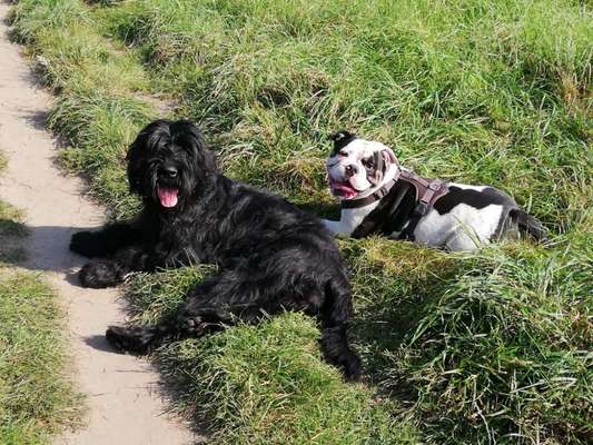 Olde English Bulldogge-Beitrag-Bild