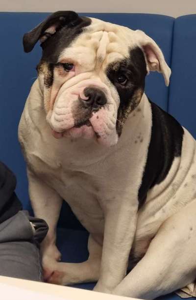 Olde English Bulldogge-Beitrag-Bild
