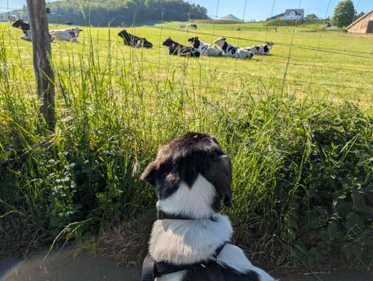 Hundetreffen-Neue Freunde für Milo-Bild