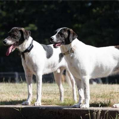 Hundetreffen-Neue Freunde für Milo & Pina-Bild