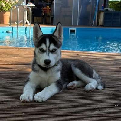 Hundetreffen-Welpentreff und Sozialisierung-Bild