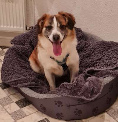 Dogorama Photo Challenge - Einmal lächeln bitte-Beitrag-Bild