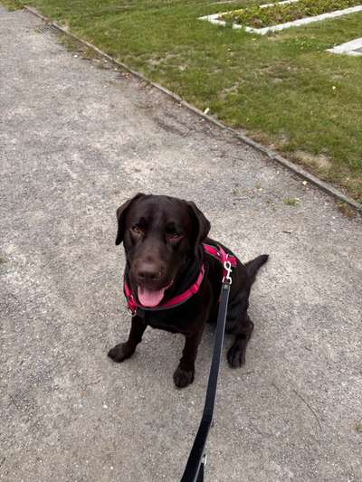 Hundetreffen-Gassi & Spiele treffen-Bild