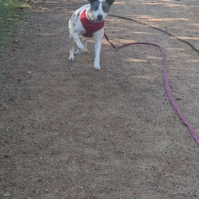 Fotochallenge 66 ~ Rennaction -Zeig deinen Hund im Lauf-Beitrag-Bild