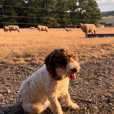 Hundetreffen-Spielmöglichkeit für welpen-Bild