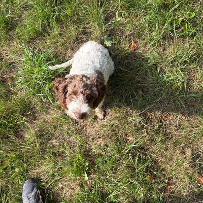Hundetreffen-Spielmöglichkeit für Junghunde-Bild