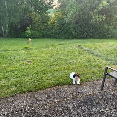Hundetreffen-Spielmöglichkeit für welpen-Bild