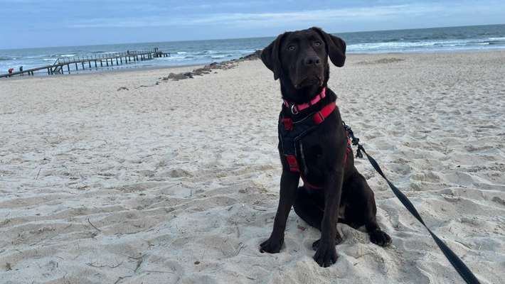 Hundetreffen-Spielrunde für unser Labrador Junghündin-Bild