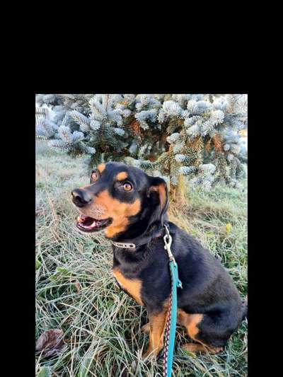 Dogorama Photo Challenge - Hundeblick zum hinschmelzen-Beitrag-Bild