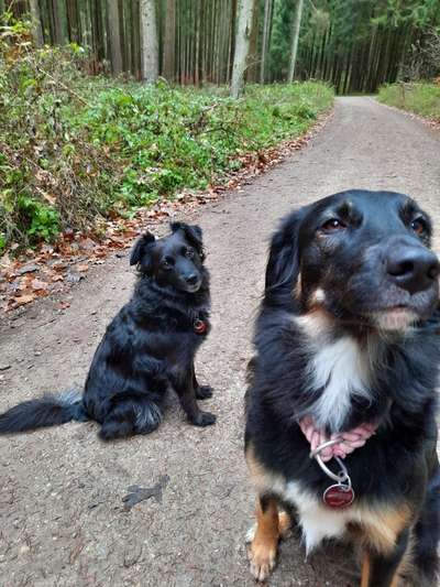 Schäferhundmischlinge-Beitrag-Bild