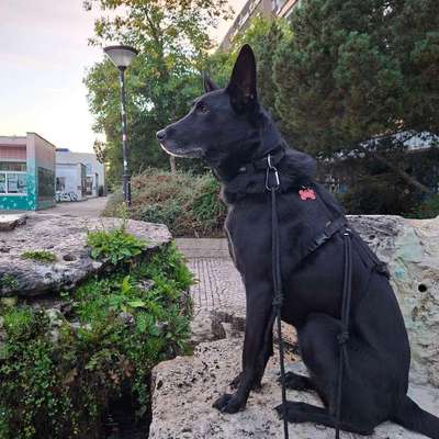 Hundetreffen-Hunderunden in der Ecke Grünau-Bild