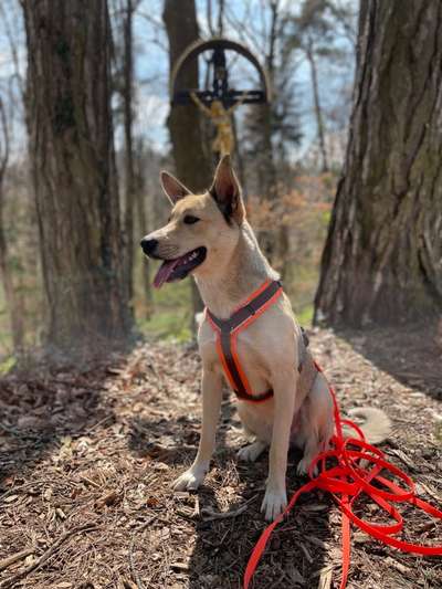 Auslandstierschutz-Beitrag-Bild