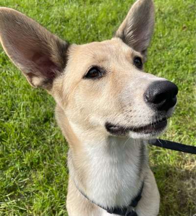 Außergewöhnliche Merkmale-Beitrag-Bild