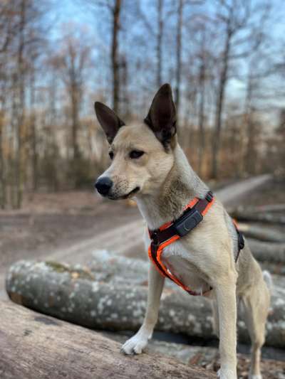 Außergewöhnliche Merkmale-Beitrag-Bild