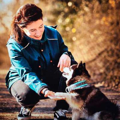 Hundetreffen-Hundetraining, Gruppentraining, Welpen, Social Walks-Bild