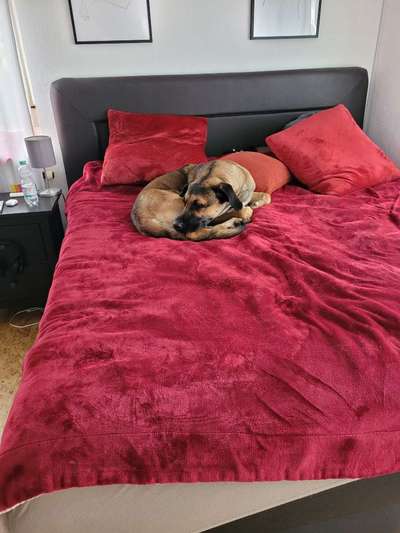 Rhodesian Ridgeback-Beitrag-Bild