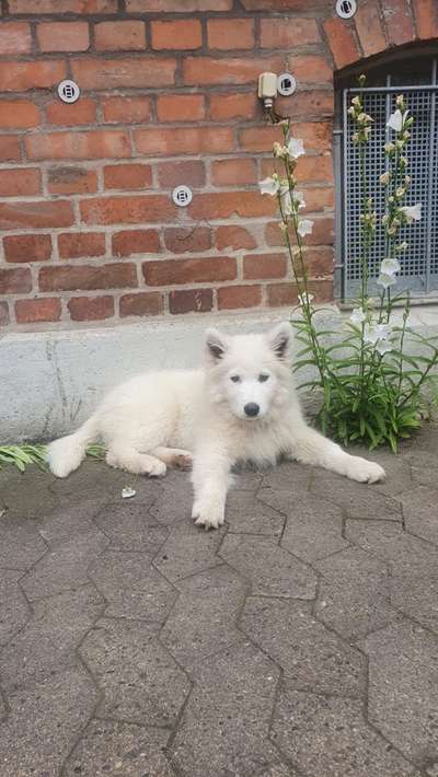 Die Dogorama Monats Challenge "Es grünt und blüht"-Beitrag-Bild