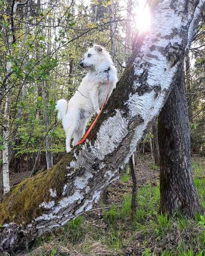 Suche Wurfgeschwister von Seppi-Beitrag-Bild