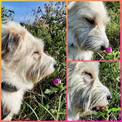 Mischlingshunde Foto Aufruf-Beitrag-Bild