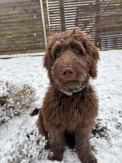 Hundetreffen-Monty sucht Spielkammeraden-Bild