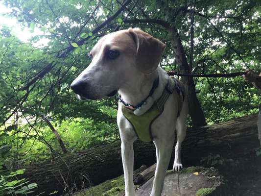 Die Dogorama Kalender Challenge Titelbild-Beitrag-Bild