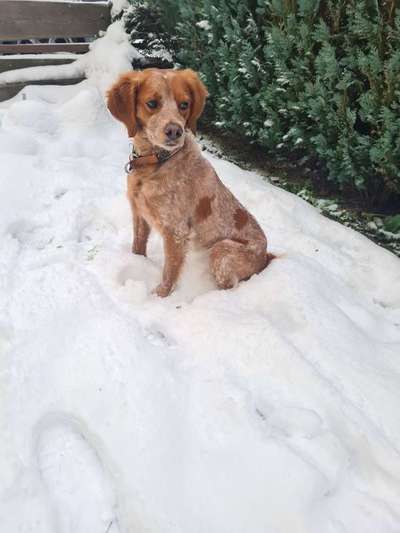 Hund aus dem Spanischen Tierschutz-Beitrag-Bild